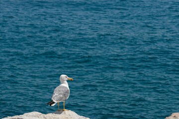 Sea-gull at the coast of Menton, a beautiful French city in the South