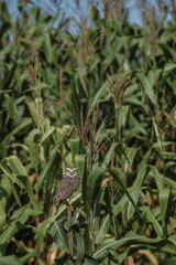 owl in the cornfield 