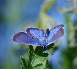 A beautiful pigeon butterfly in wildflowers. Insects in nature.