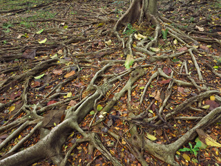 root of banyan tree on the ground with dry fallen leaf at autumn season
