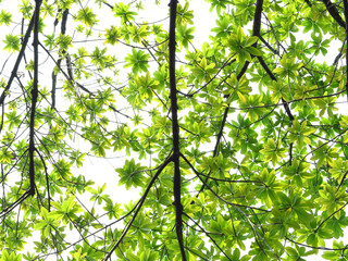 young green leaf spring on the branch of Sal tree (Shorea robusta Roxb.) on white background