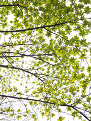 young green leaf spring on the branch of Sal tree (Shorea robusta Roxb.) on white background