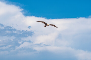 Fototapeta na wymiar Sea-gull flying above the Mediterranean Sea of Menton, a beautiful French city in the South