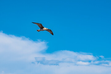 Sea-gull flying above the Mediterranean Sea of Menton, a beautiful French city in the South