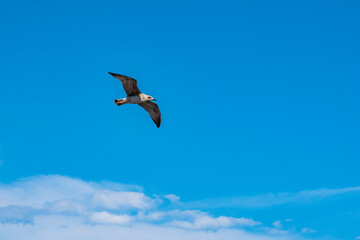 Sea-gull flying above the Mediterranean Sea of Menton, a beautiful French city in the South