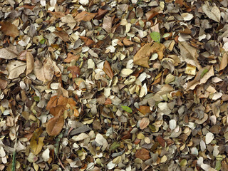 pile of autumn leaf cover on the ground in garden