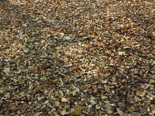 pile of autumn leaf cover on the ground in garden