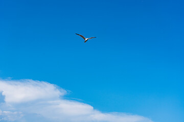 Seagull flying above the Mediterranean Sea of France