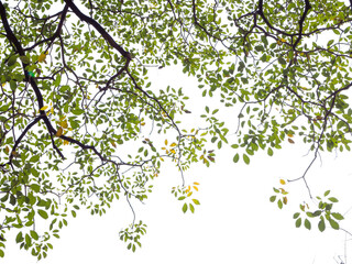 branch of spring tree with green leaf isolated on white background