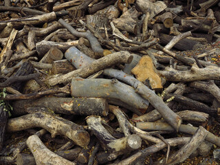pile of dry branch for fuel