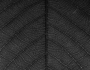 close up black leaf texture