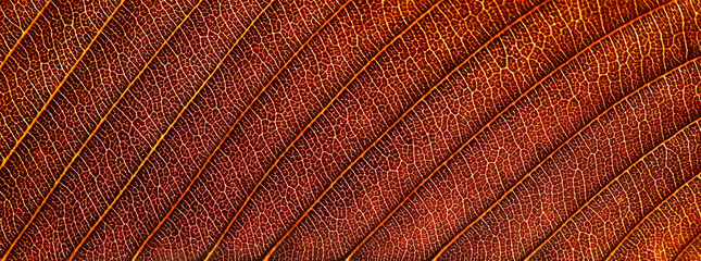 close up vein brown leaf texture of Elephant apple (Dillenia indica) - 522500455