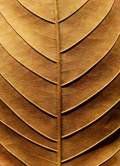 dry brown leaf of Queen's crape myrtle ( Lagerstroemia speciosa (L.) Pers.) - obrazy, fototapety, plakaty