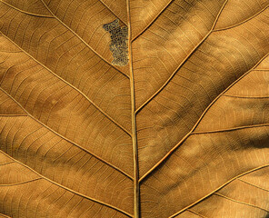 dry brown leaf texture ( teak leaf )