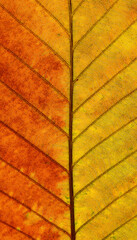 close up autumn leaf of Yang tree ( Dipterocapus alatus Roxb. ex G.Don )