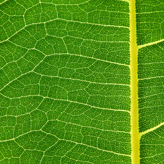 close up detail of green leaf of Breadfruit ( Artocarpus altilis (Parkinson ex F.A.Zorn) Fosberg. )