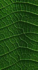 close up vein of green teak leaf texture