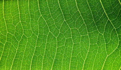 macro shot of detail green leaf texture