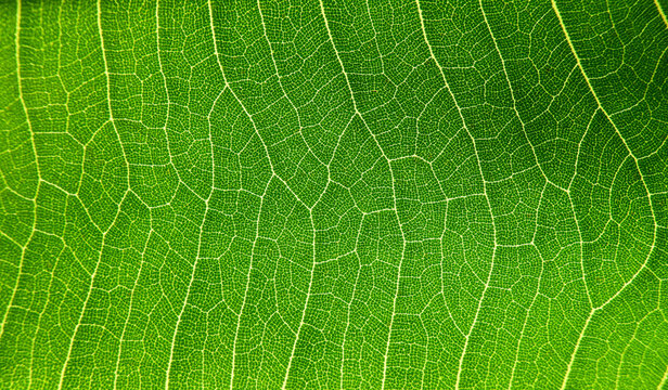 macro shot of detail green leaf texture