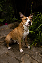 A portrait of a Pitbull standing in a garden