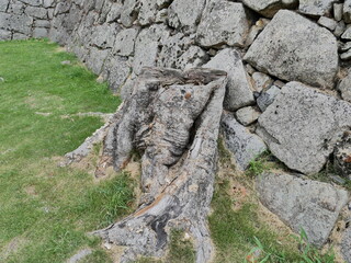 切り株と石垣　stump&stone wall