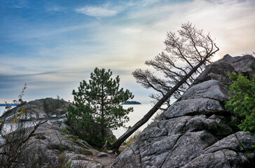 Ocean harbor view with old dry tree laying on the rock