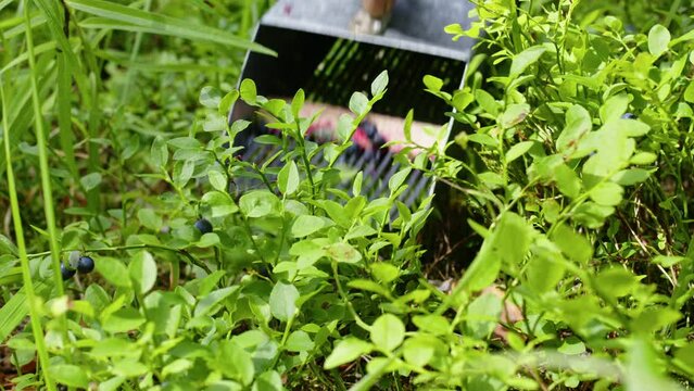 Male hand picking blueberries with berry scoop tool in forest. Faceless man plucking bilberries with special rake, harvesting comb at farmland. Gathering of huckleberries by picker, worker in garden