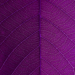 Obraz na płótnie Canvas close up purple leaf texture