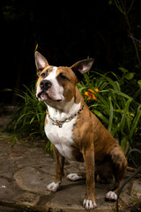 A portrait of a Pitbull standing in a garden