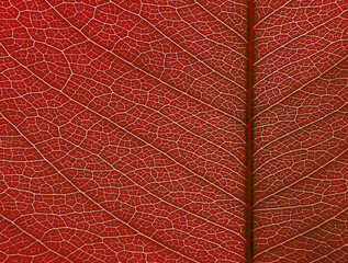 Fototapeta na wymiar macro of red leaf texture, natural background