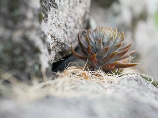 爪蓮華 nail lotus