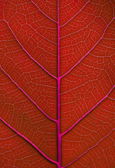 Naklejka na ściany i meble red leaf texture background, close up shot