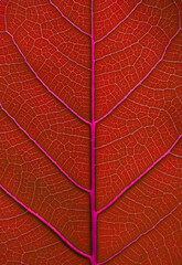 Obraz premium red leaf texture background, close up shot