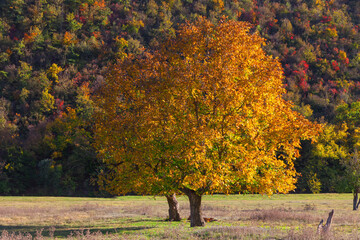 Walnut tree in autumn . Fall colorful nature scenery . Tree with large branches