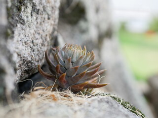 爪蓮華 nail lotus