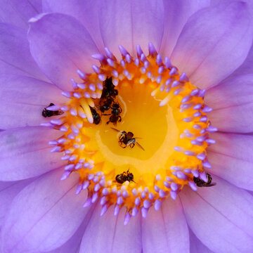 Stingless Bee ( Trigona apicalis Smith ) dead in pollen of purple lotus