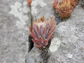爪蓮華 nail lotus