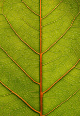 Naklejka na ściany i meble green leaf texture of natural background