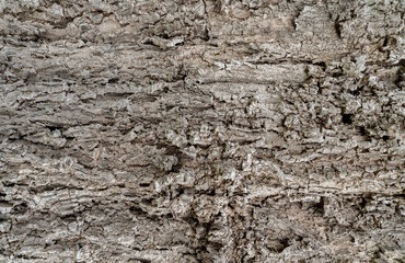 Old tree bark texture background. Gray wood skin abstract background. Pattern of natural tree bark texture. Rough surface of trunk. Corrosion tree bark. Nature background. Carbon neutral concept.