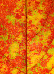 colorful autumn leaf of Queen's crape myrtle tree ( Lagerstroemia speciosa (L.) Pers. ) - obrazy, fototapety, plakaty