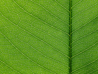 close up green leaf of Golden shower tree ( Cassia fistula ), texture background