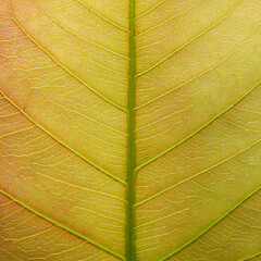 close up young bodhi leaf texture