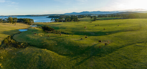 Cows in a field on a farm next to the beach and ocean in the mountains in Australia  © Phoebe
