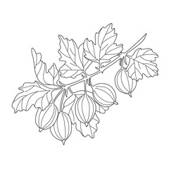 Gooseberry bush branch with berries and leaves. Hand-drawn outline drawing with black line on white. Coloring.