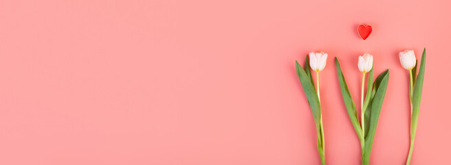 White tulip flower with heart, side view. Beautiful three white tulip flower on stem with leaves isolated on pastel pink background. Naturе object for design to women's day, mother's day, anniversary