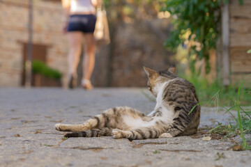The cat is watching the leaving girl.