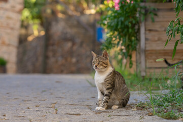 A domestic cat sits on the edge of a cobbled road in the old town.