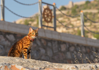 A cat, illuminated by the rays of the rising sun, sits on a stone