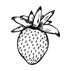 Vector strawberry clipart. Hand drawn berry icon. Fruit illustration. For print, web, design, decor, logo.