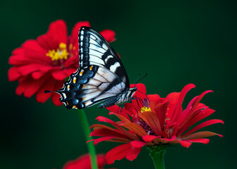 Swallowtail butterfly on red flower